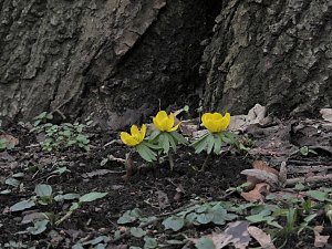 Winterlinge im Februar