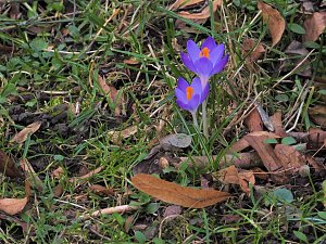 Winterlinge im Februar