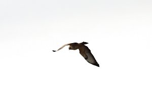 Rotmilane