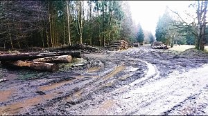 ...und still ruht der Wald...