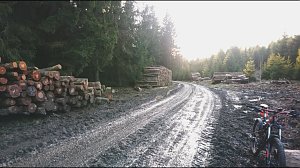 ...und still ruht der Wald...