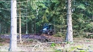 ...und still ruht der Wald...