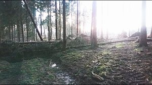 ...und still ruht der Wald...