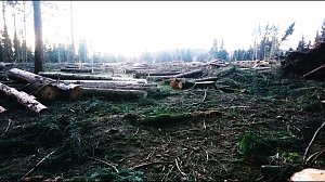 ...und still ruht der Wald...