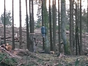 ...und still ruht der Wald...