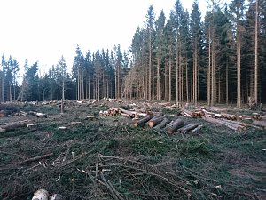 ...und still ruht der Wald...