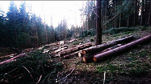 ...und still ruht der Wald...