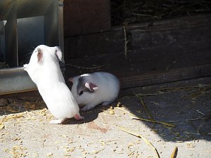 Besuch auf dem Possen