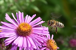 Auf dem Südharzer Bienenlehrpfad