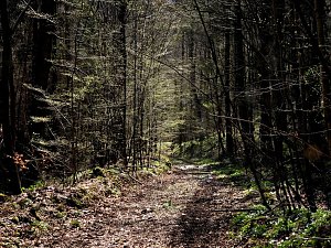 Unterwegs im Brandesbachtal