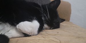 P&uuml;nktchen