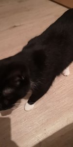 P&uuml;nktchen