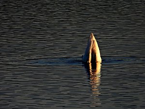 Peter Blei am Stausee Kelbra