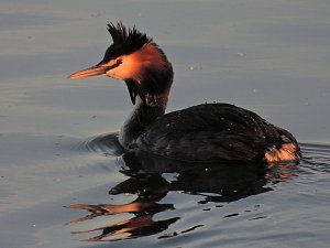 Peter Blei am Stausee Kelbra