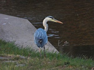 Peter Blei am Stausee Kelbra