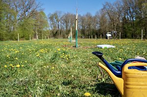 Obstb&auml;ume in Werna gepflanzt
