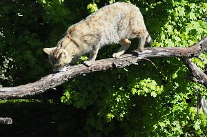 Auf dem Baumkronenpfad