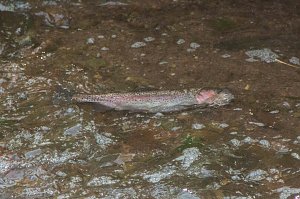 Ungl&uuml;ck in Werna: Erstes Fischsterben