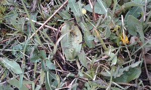Teils abgefressene Pflanzen des Brand-Knabenkrautes, vom w&auml;hrend der Bl&uuml;tezeit der Orchidee beweideten Wuchsort