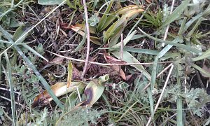 Teils abgefressene Pflanzen des Brand-Knabenkrautes, vom w&auml;hrend der Bl&uuml;tezeit der Orchidee beweideten Wuchsort