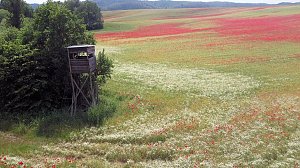 Peter Blei mitten im Mohn