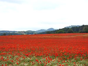 Peter Blei mitten im Mohn