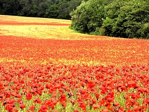 Peter Blei mitten im Mohn