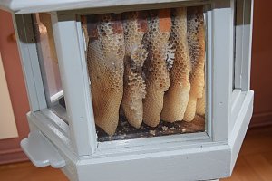 Schnelle Hilfe für Thüringer Imker