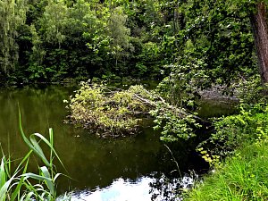 Tanzteich bei Niedersachswerfen