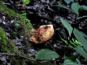 Tanzteich bei Niedersachswerfen