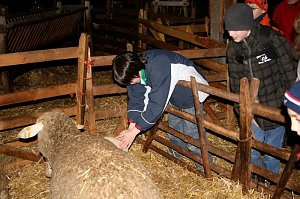 Schafe besucht