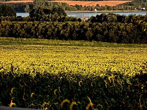 Sonnenblumen ohne Ende