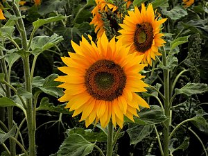 Peter Blei unterwegs im Sonnenblumenfeld