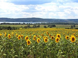 Peter Blei unterwegs im Sonnenblumenfeld