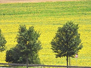 Peter Blei unterwegs im Sonnenblumenfeld