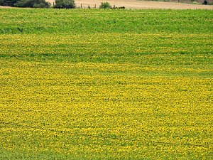 Peter Blei unterwegs im Sonnenblumenfeld