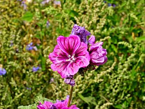 Peter Blei unterwegs im Sonnenblumenfeld