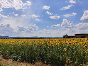 Peter Blei unterwegs im Sonnenblumenfeld