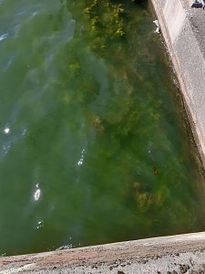 Algen an der Talsperre Kelbra