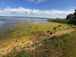 Algen an der Talsperre Kelbra