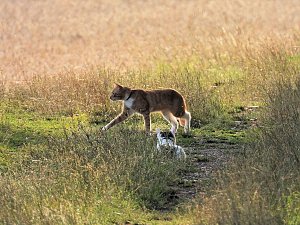 Naturwanderung bei Neustadt 