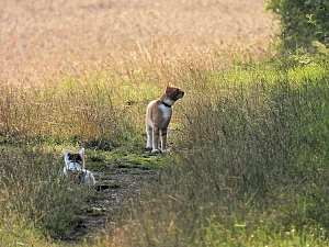 Naturwanderung bei Neustadt 