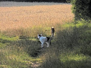 Naturwanderung bei Neustadt 