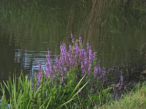 Naturwanderung bei Neustadt 