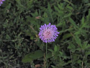 Naturwanderung bei Neustadt 