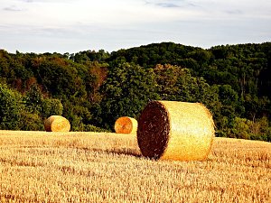 Naturwanderung bei Neustadt 