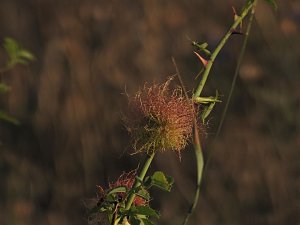 Naturwanderung bei Neustadt 