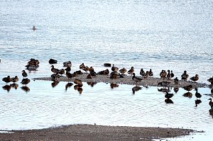 Peter Blei am Stausee Kelbra
