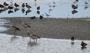 Peter Blei am Stausee Kelbra