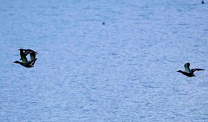 Peter Blei am Stausee Kelbra